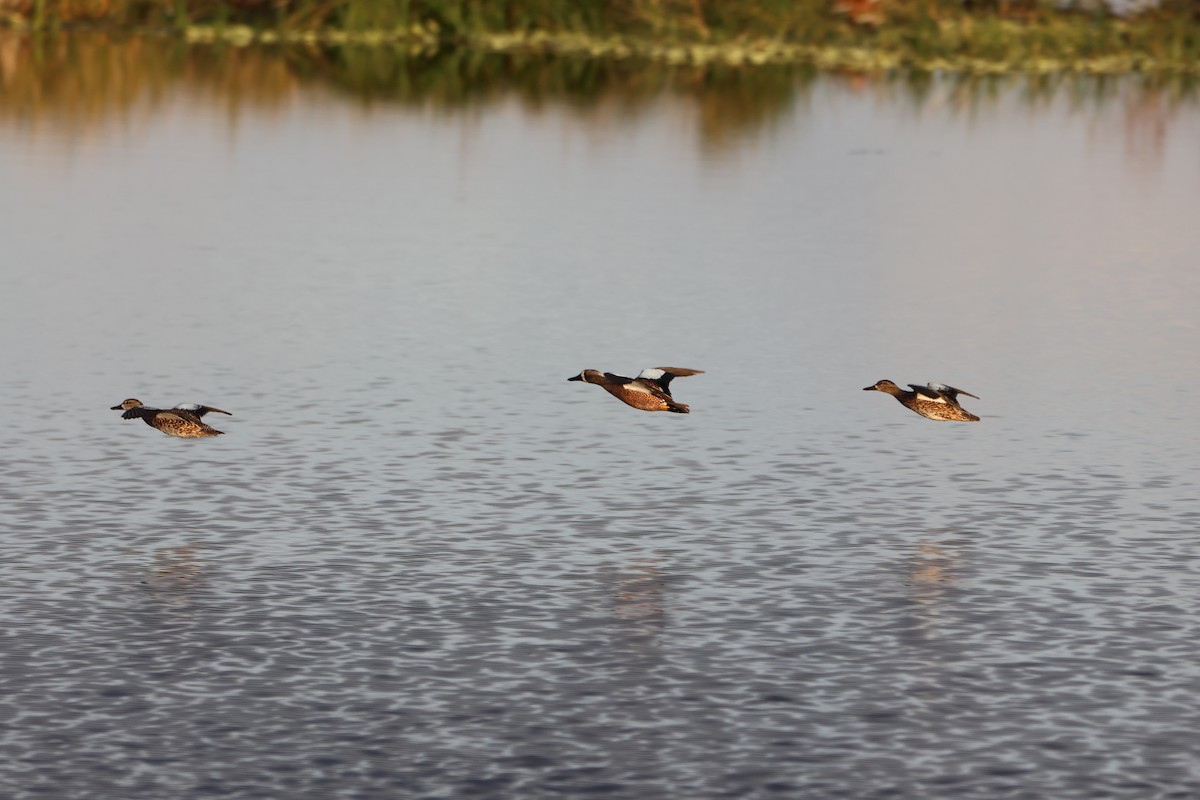 Blue-winged Teal - ML627567713