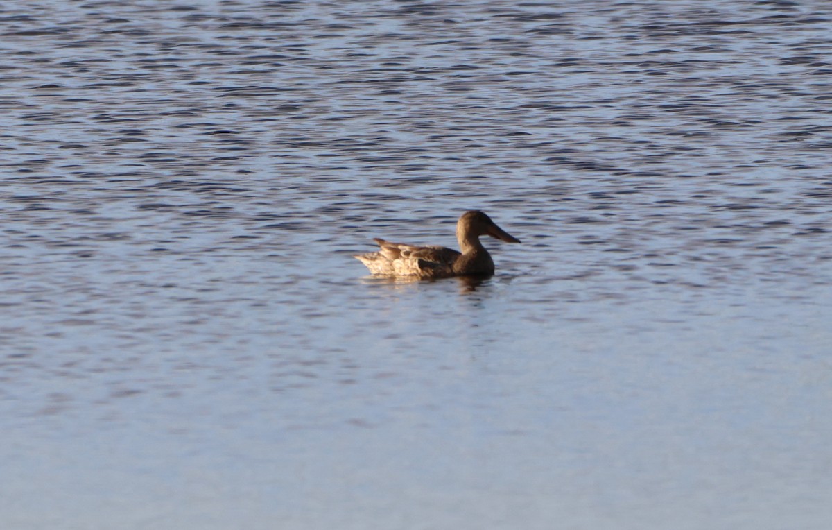 Northern Shoveler - ML627567727