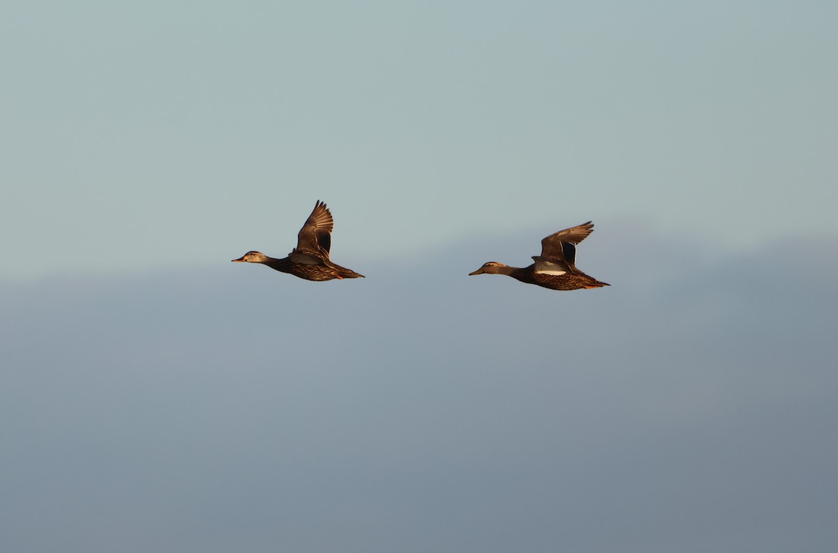 Mottled Duck - ML627567766