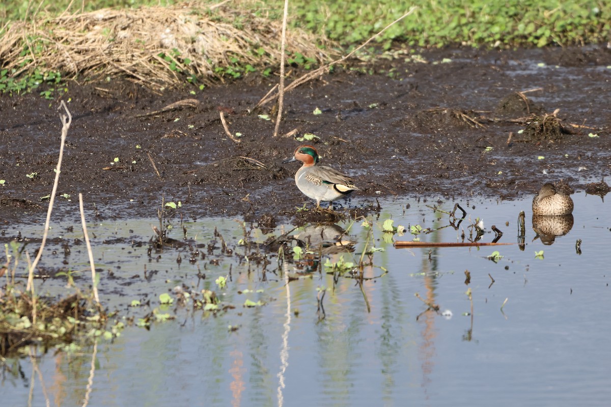 Green-winged Teal - ML627567775