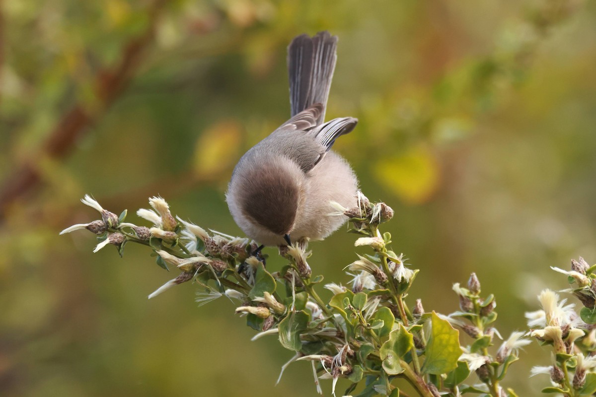 Bushtit - ML627567799