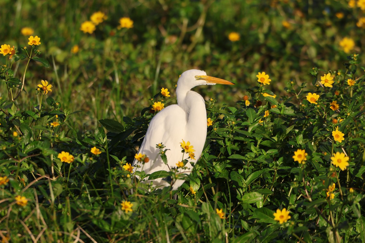 Great Egret - ML627567806