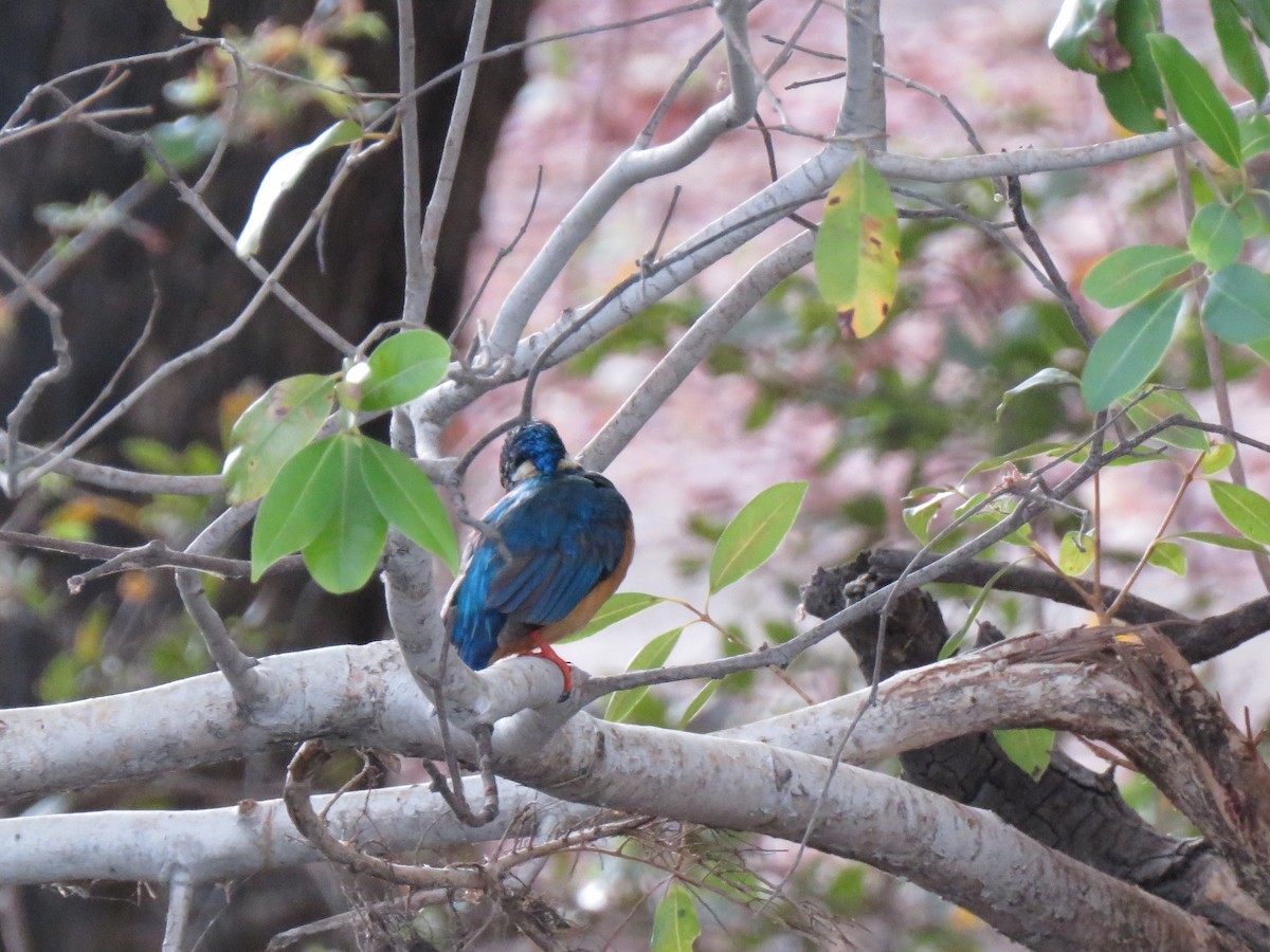 Half-collared Kingfisher - ML627567820