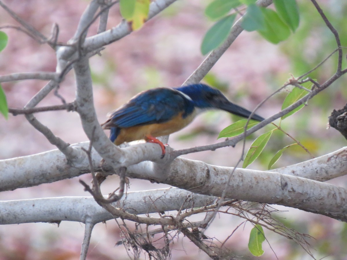 Half-collared Kingfisher - ML627567823