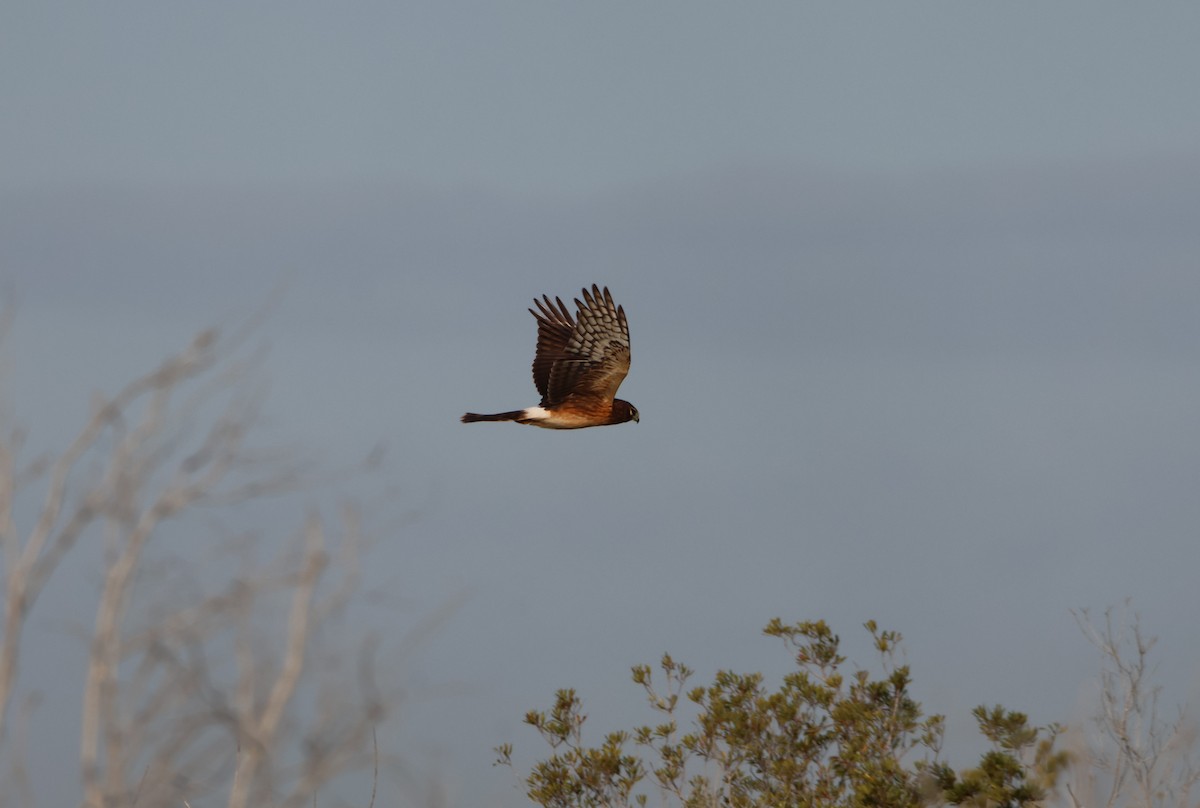 Northern Harrier - ML627567837