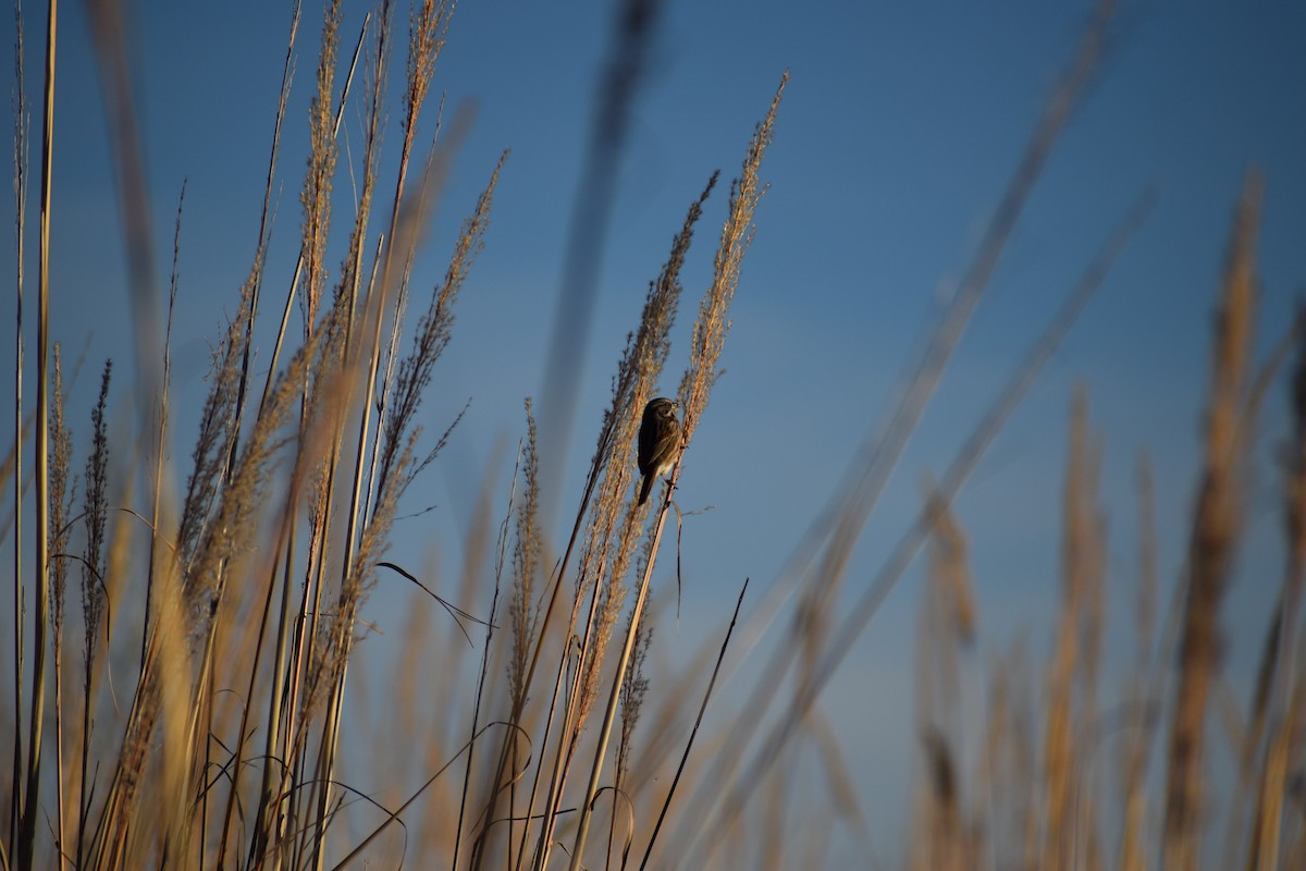 Song Sparrow - ML627567886