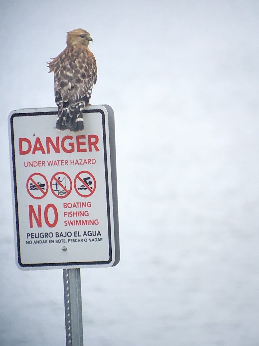 Red-shouldered Hawk - ML627567929
