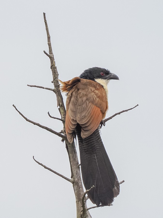 Burchell's Coucal - ML627568020