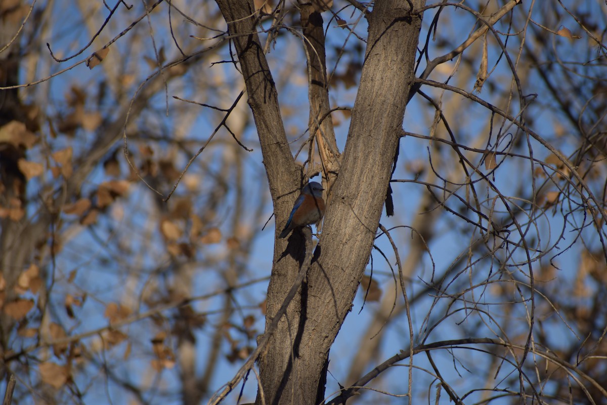 Western Bluebird - ML627568023