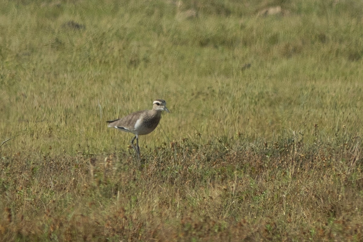 Sociable Lapwing - ML627568081