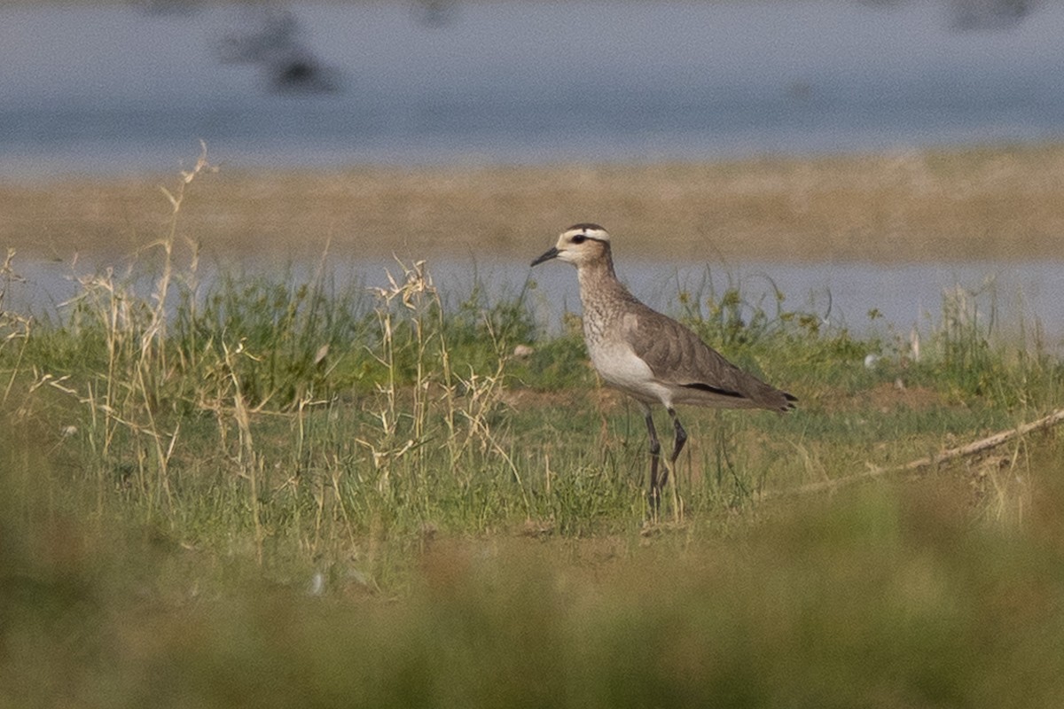 Sociable Lapwing - ML627568082