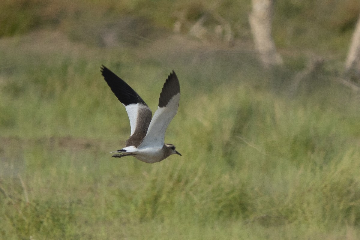 Sociable Lapwing - ML627568083