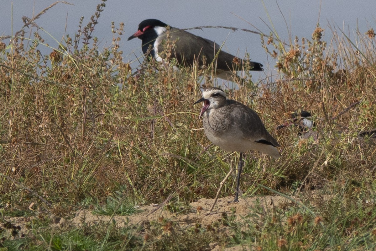 Sociable Lapwing - ML627568084