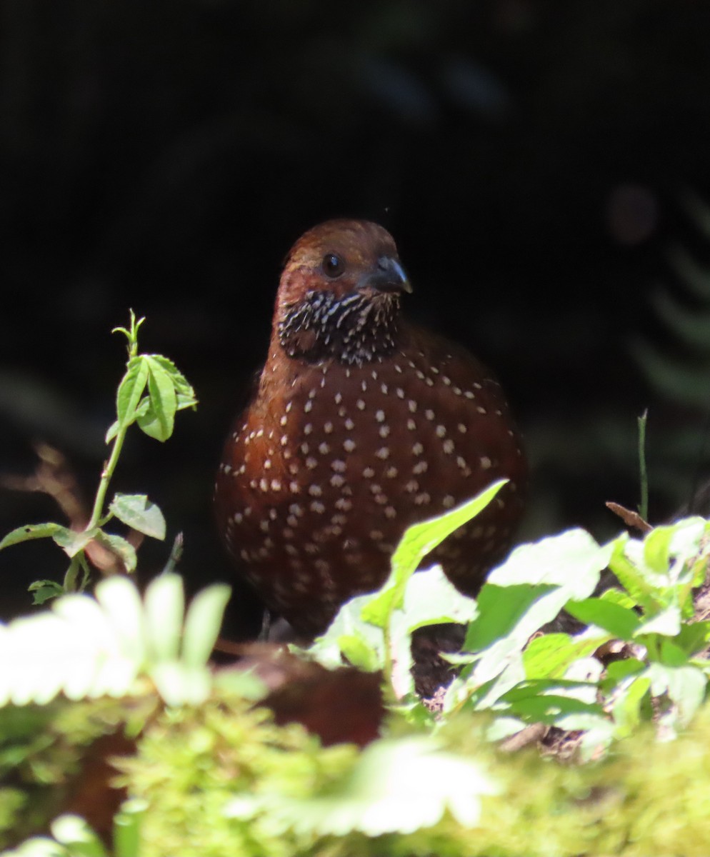 Spotted Wood-Quail - ML627568100