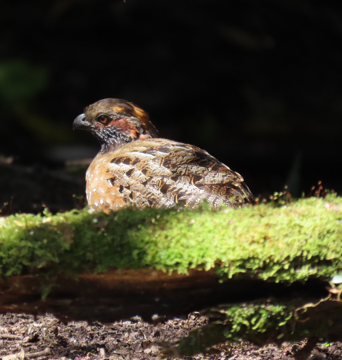 Spotted Wood-Quail - ML627568101