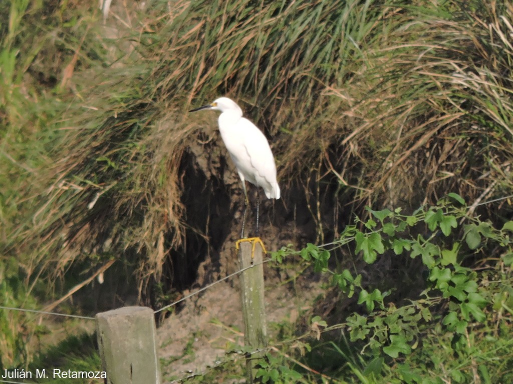 Snowy Egret - Julián Retamoza