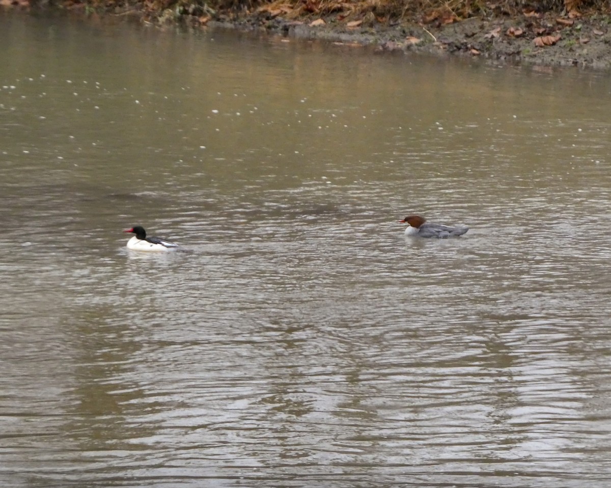 Common Merganser - ML627568153