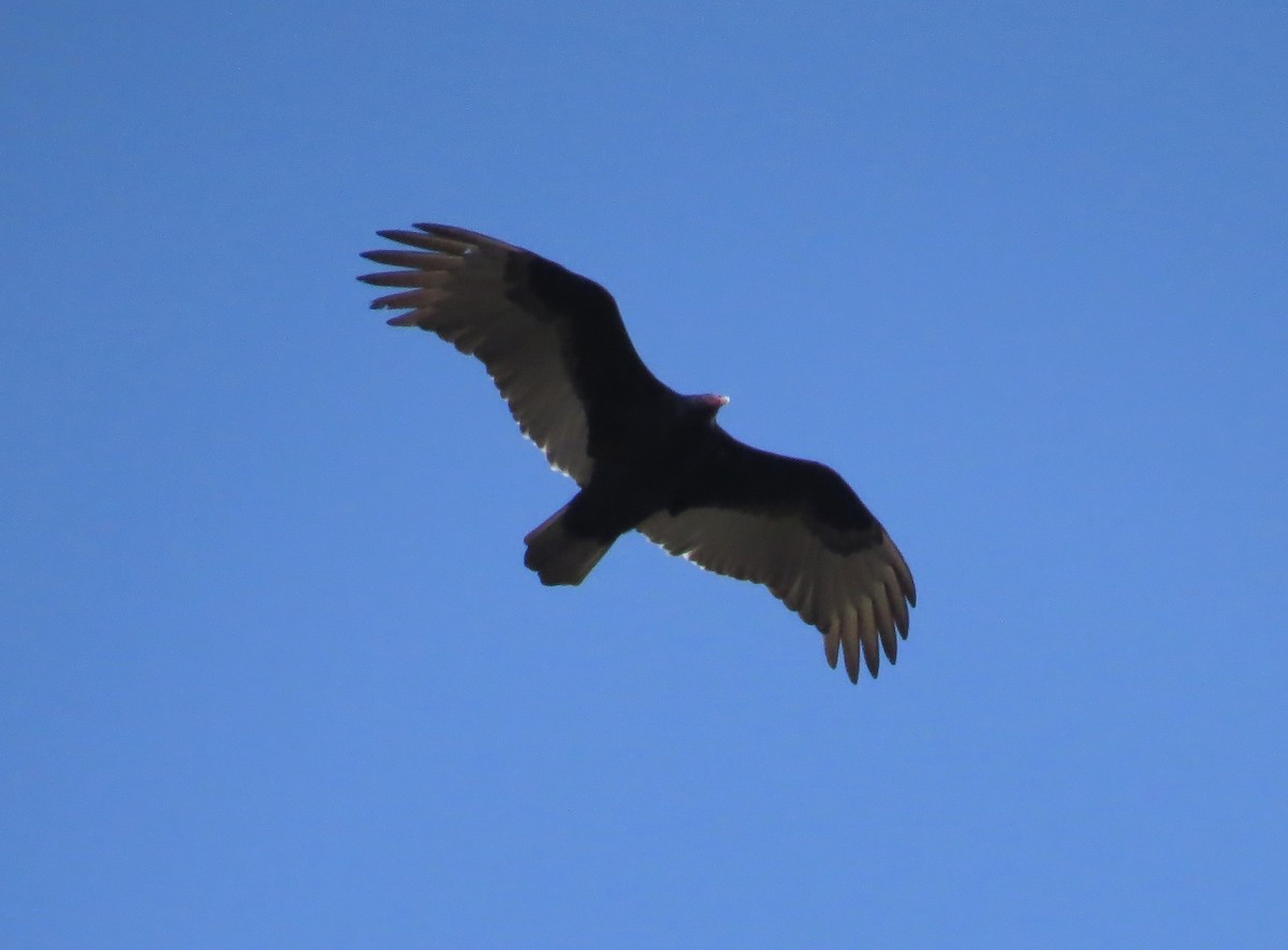 Turkey Vulture - ML627568196