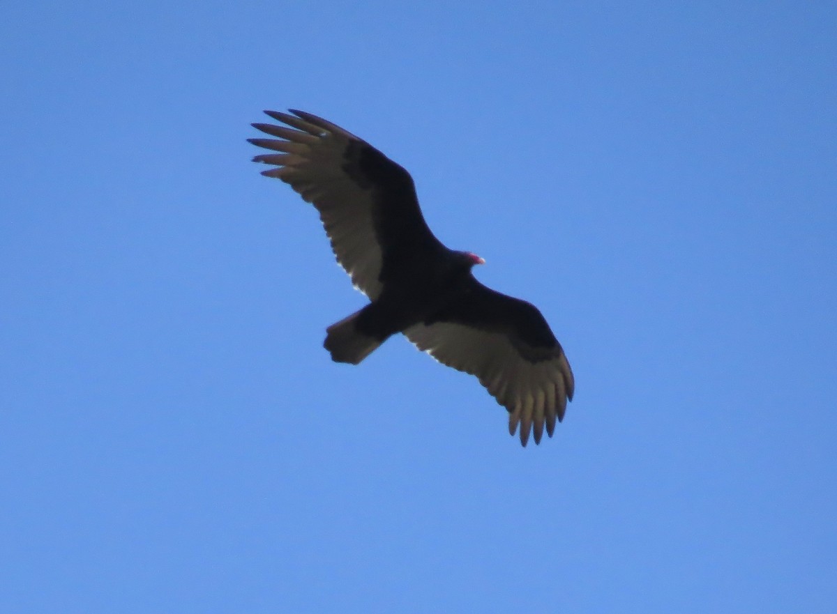 Turkey Vulture - ML627568197