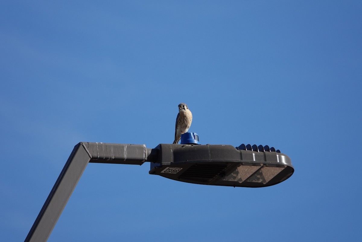 American Kestrel - ML627568235