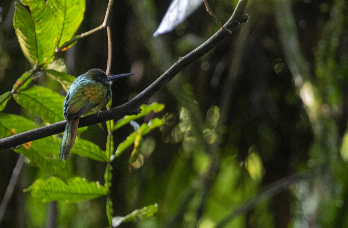 White-chinned Jacamar - ML627568301