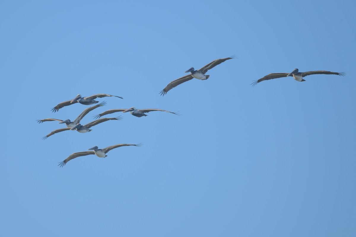 Brown Pelican - ML627568328