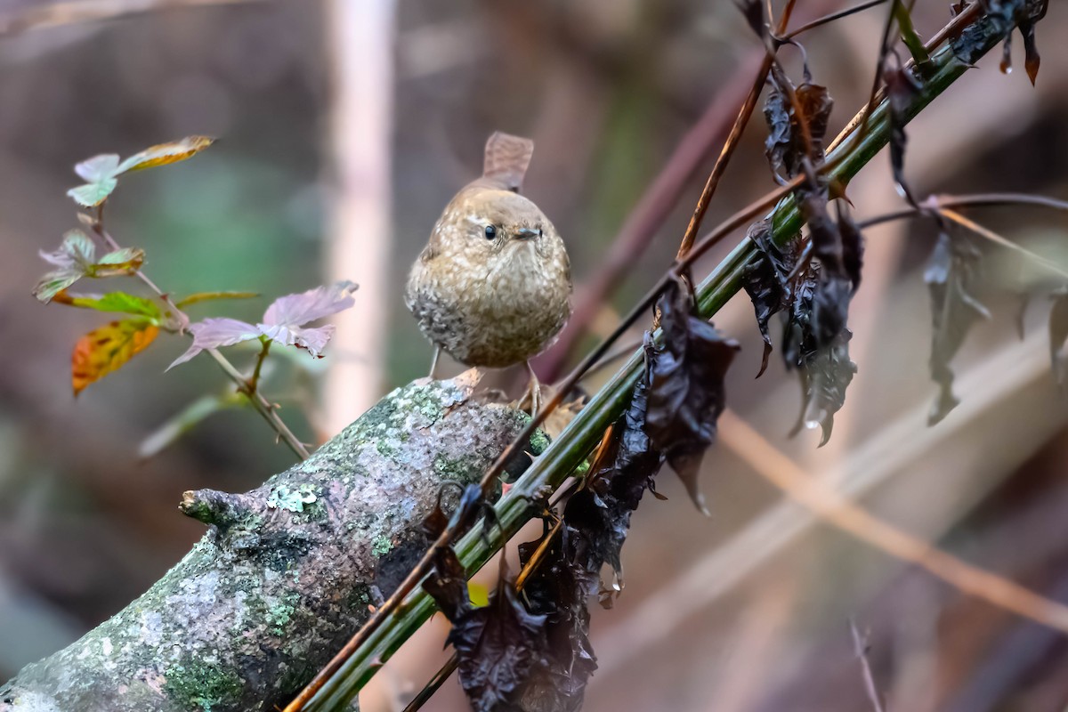 Winter Wren - ML627568400