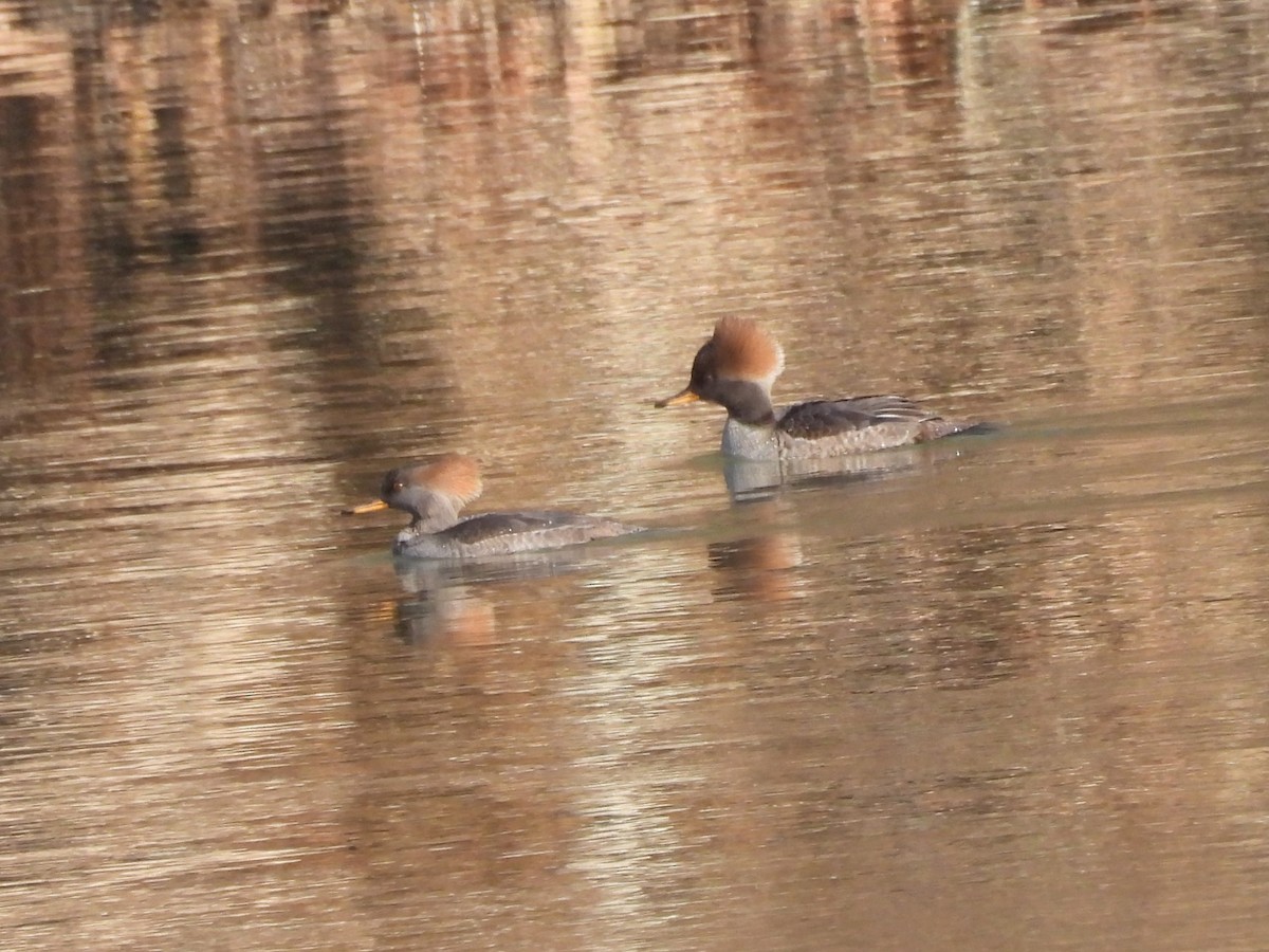 eBird Checklist - 14 Dec 2024 - Riverway Trail--Donald N. Dedmon Center ...