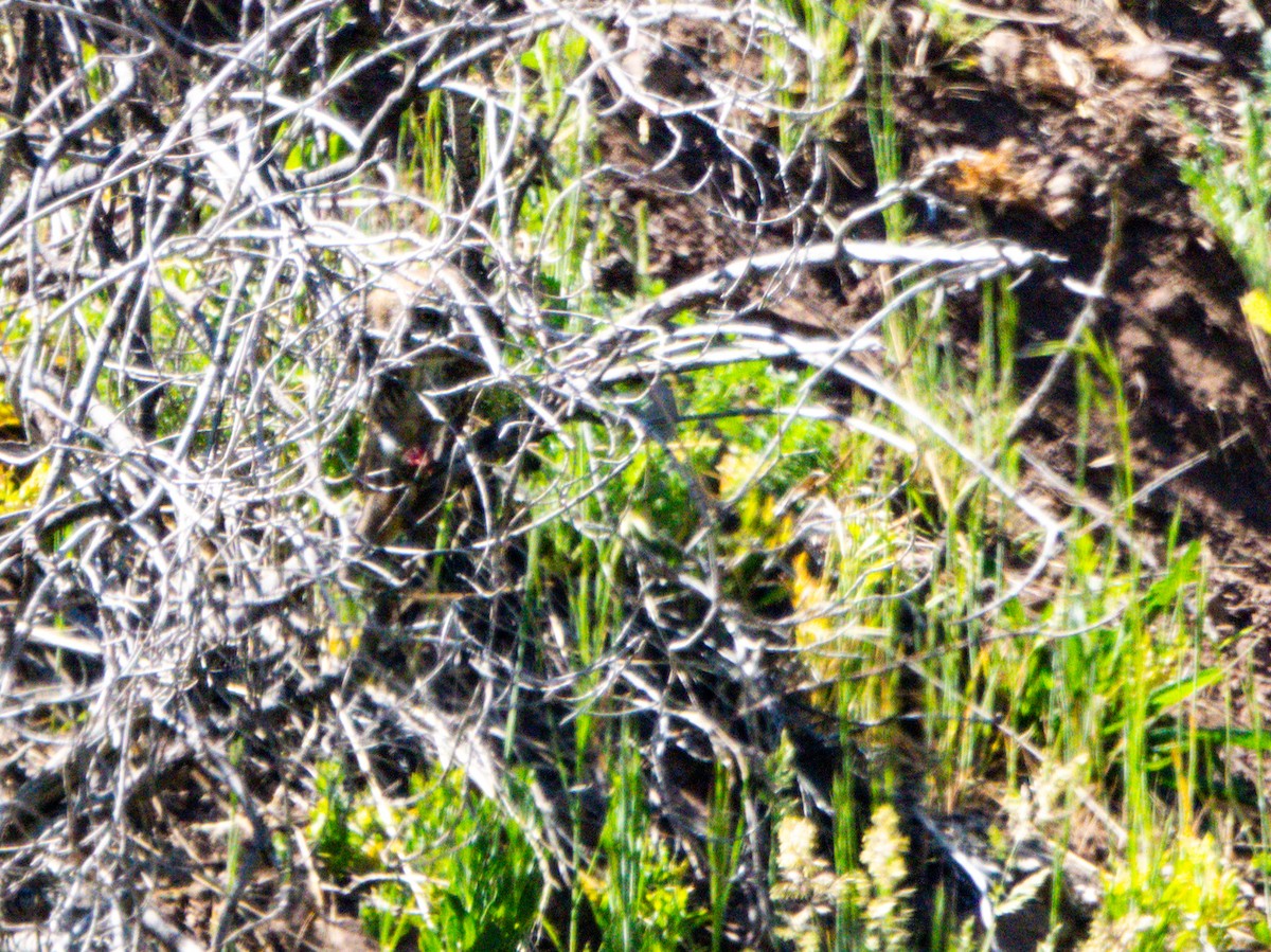 Austral Pygmy-Owl - ML627568563