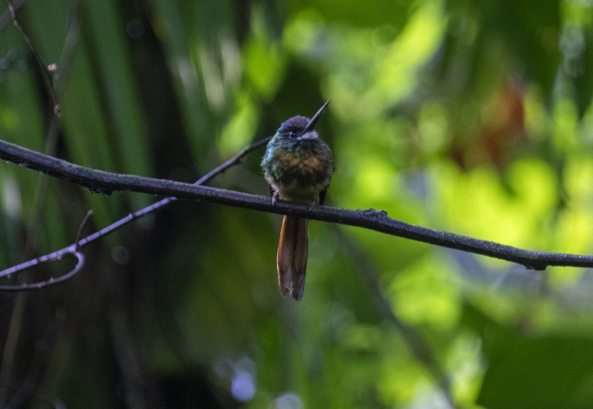 White-chinned Jacamar - ML627568683