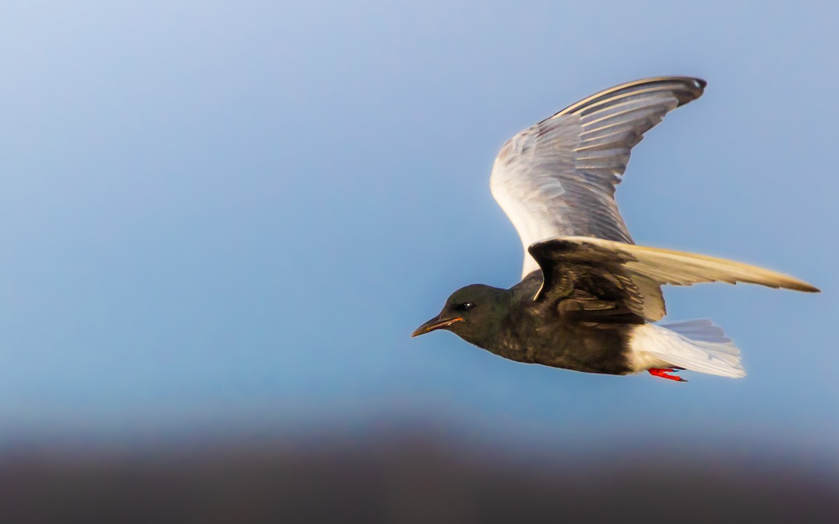 White-winged Tern - ML627568949