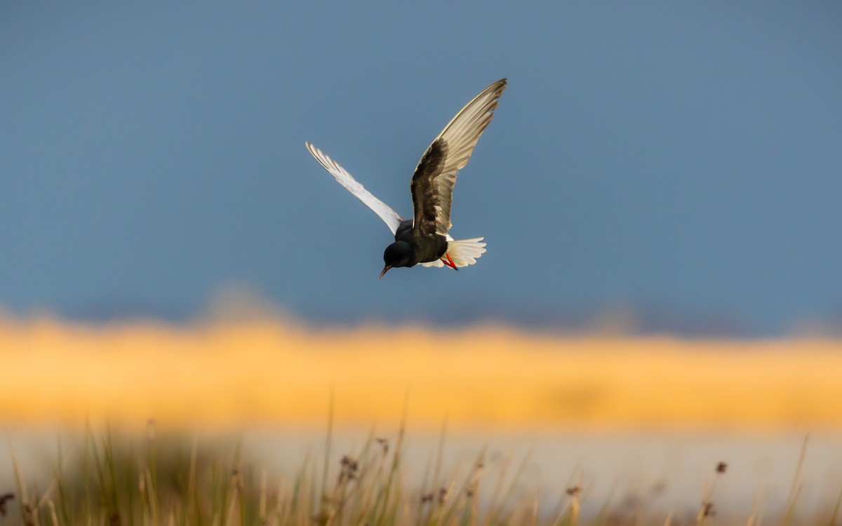 White-winged Tern - ML627568950