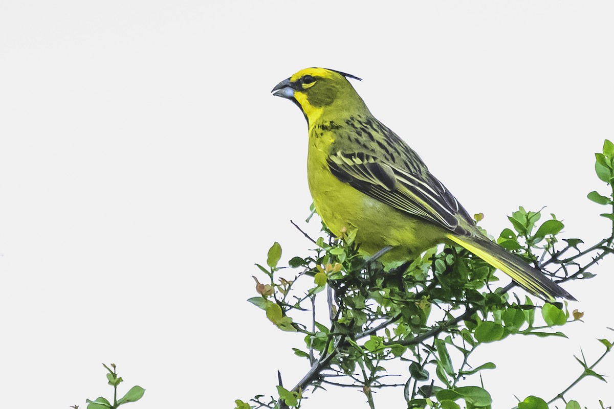 Yellow Cardinal - ML627568977