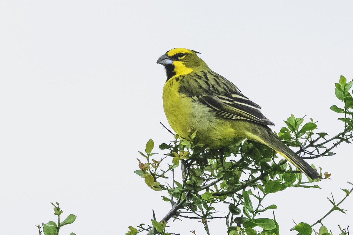 Yellow Cardinal - ML627568978