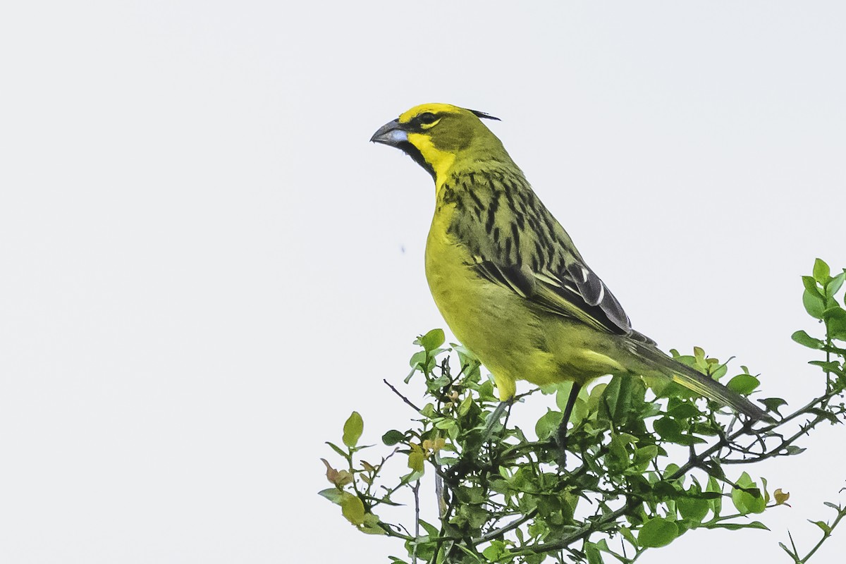 Yellow Cardinal - ML627568980