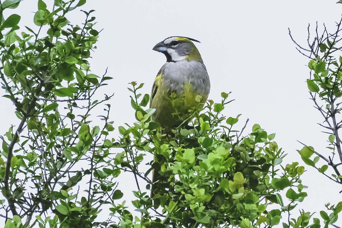 Yellow Cardinal - ML627568982