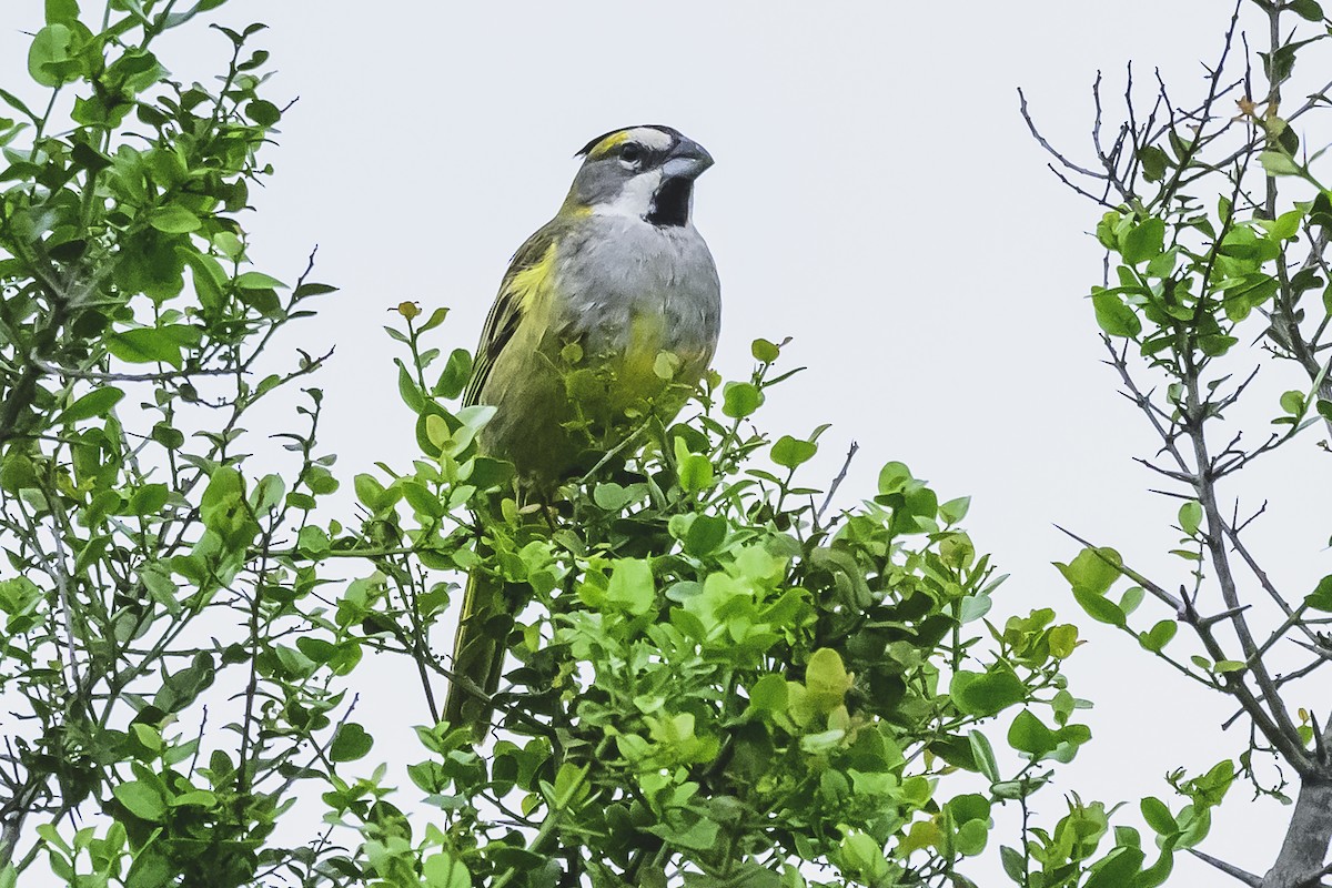 Yellow Cardinal - ML627568988