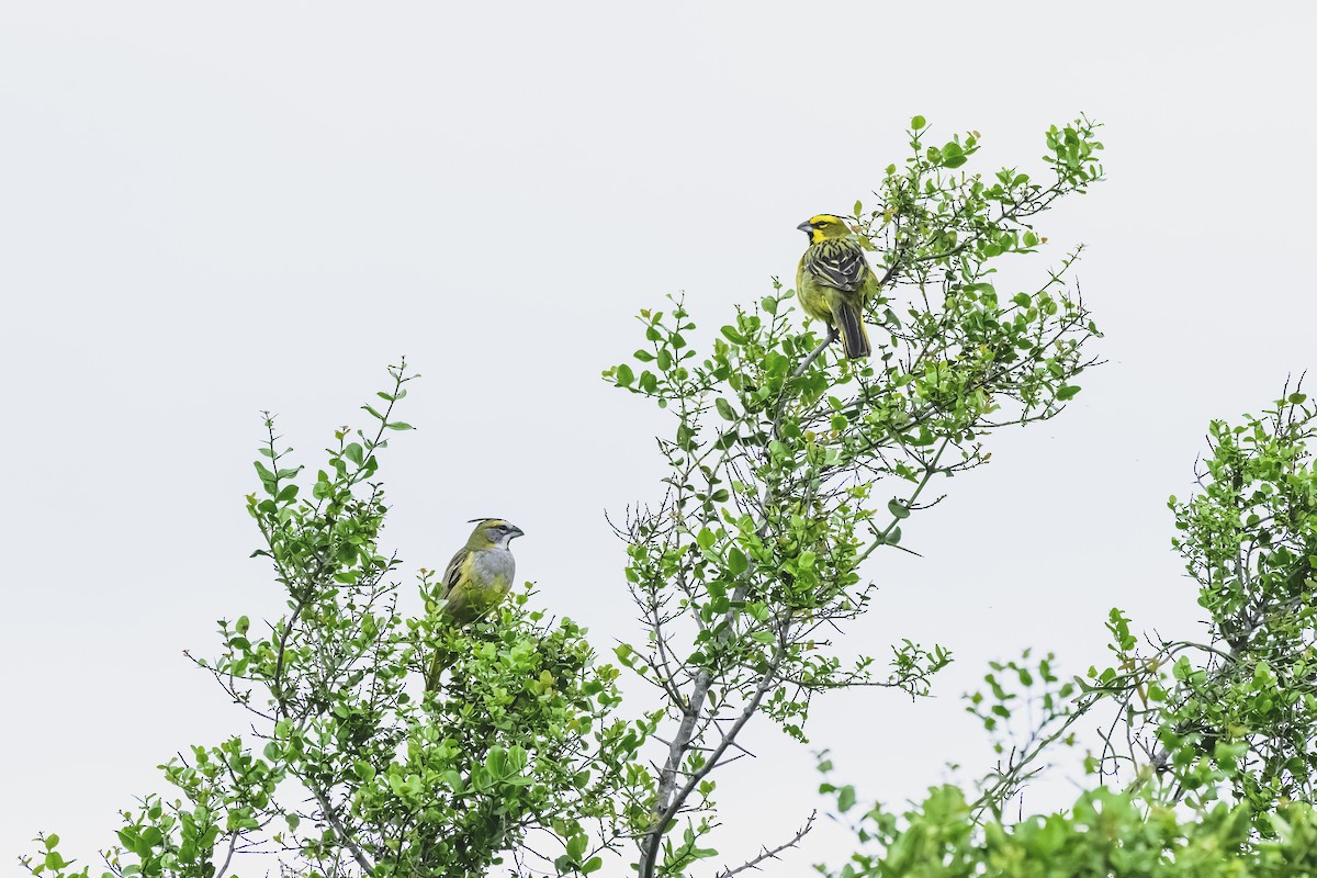 Yellow Cardinal - ML627568989