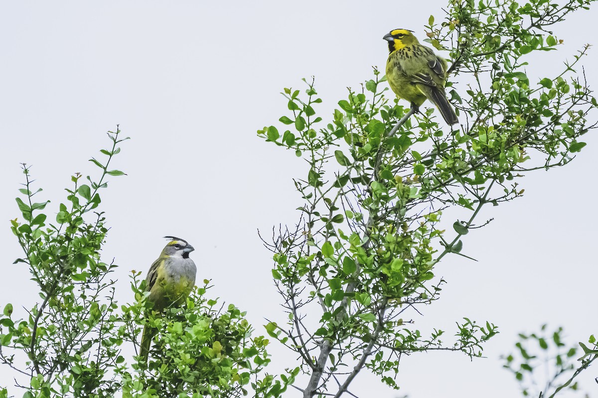 Yellow Cardinal - ML627568994