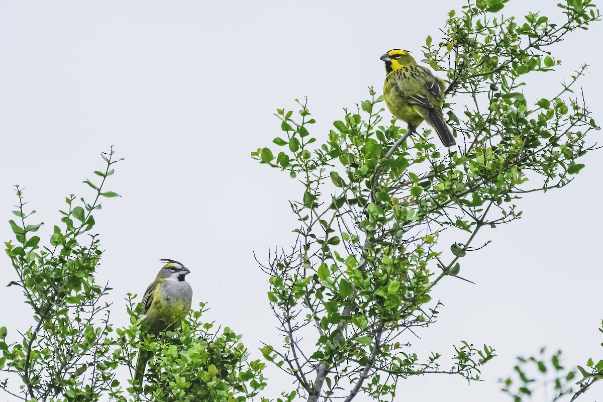 Yellow Cardinal - ML627568999