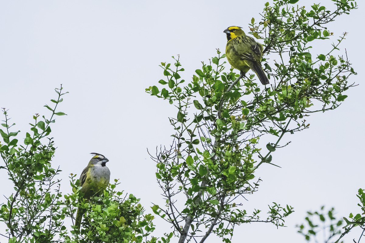 Yellow Cardinal - ML627569002