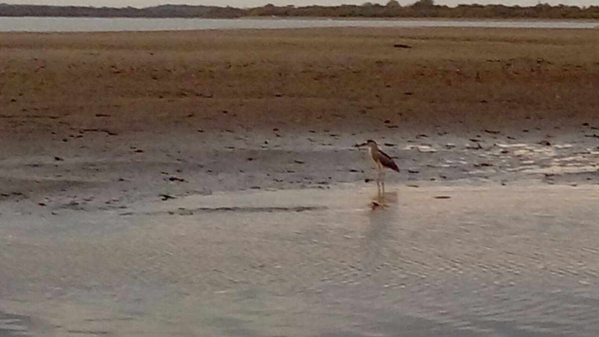 Black-crowned Night Heron - ML62756901