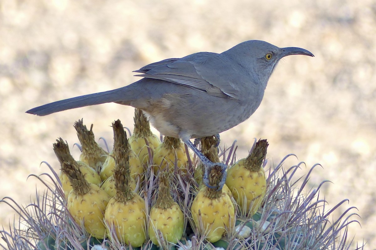 Curve-billed Thrasher - ML627569135