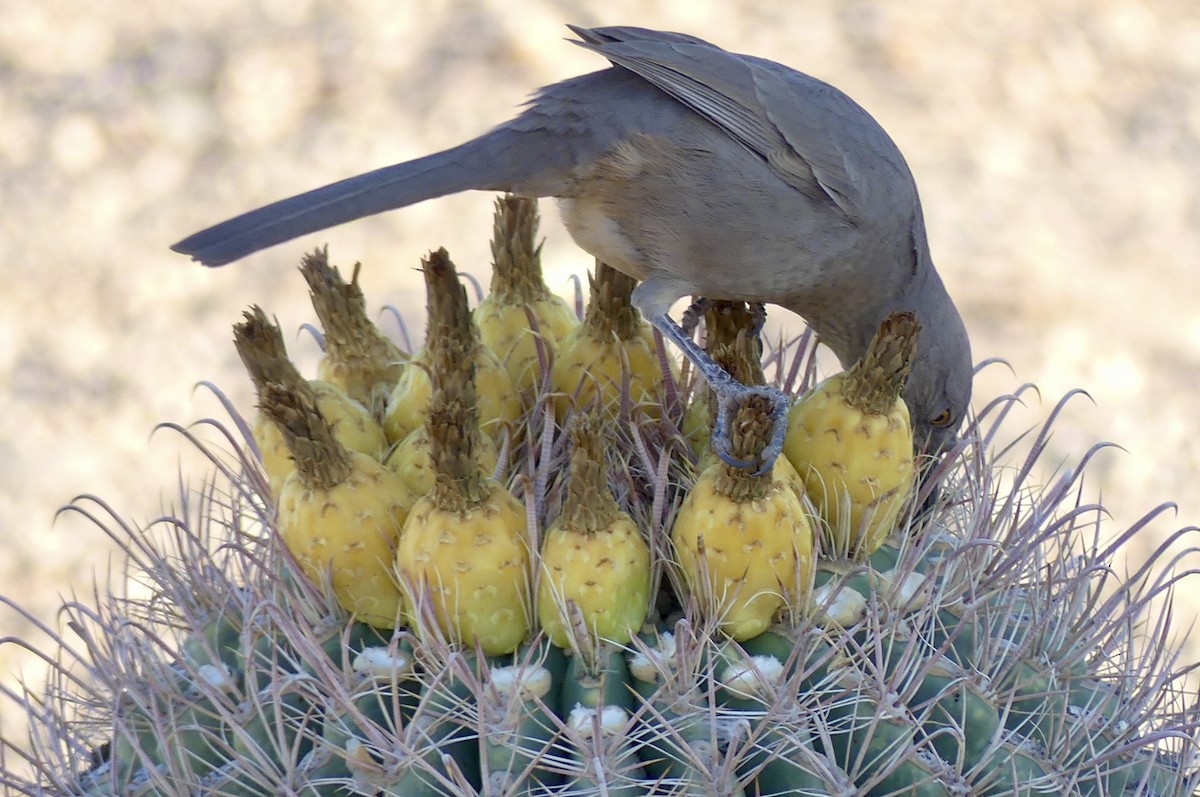 Curve-billed Thrasher - ML627569136