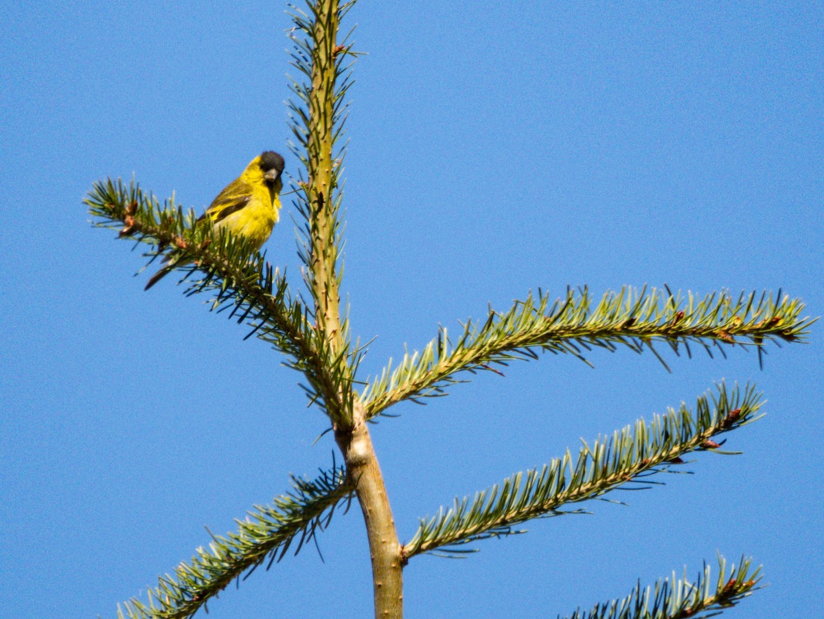 Black-chinned Siskin - ML627569181