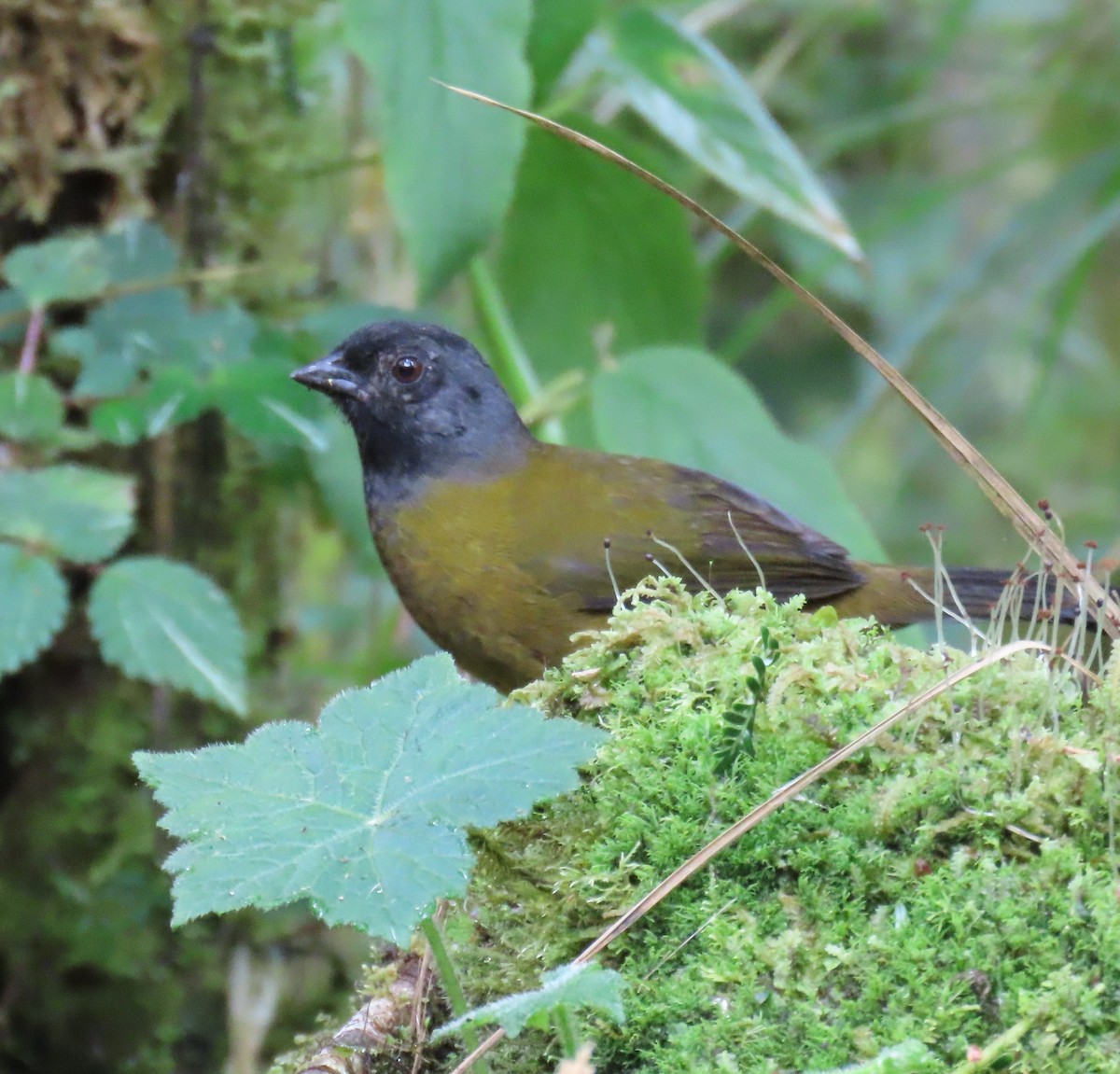 Large-footed Finch - ML627569201