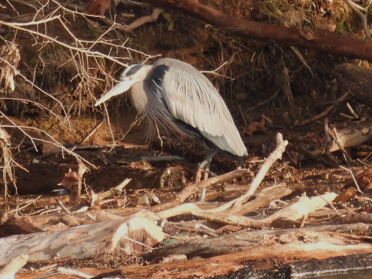 Great Blue Heron - ML627569214