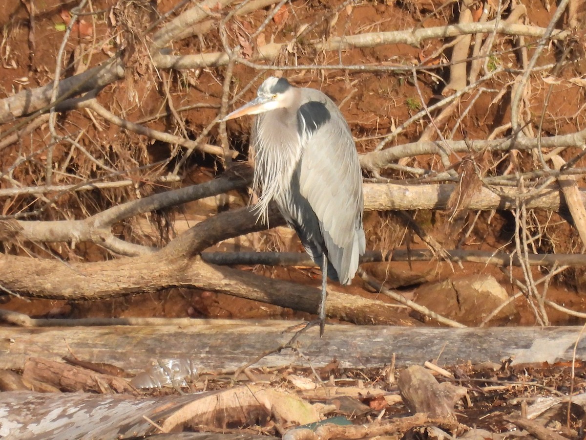 Great Blue Heron - ML627569216
