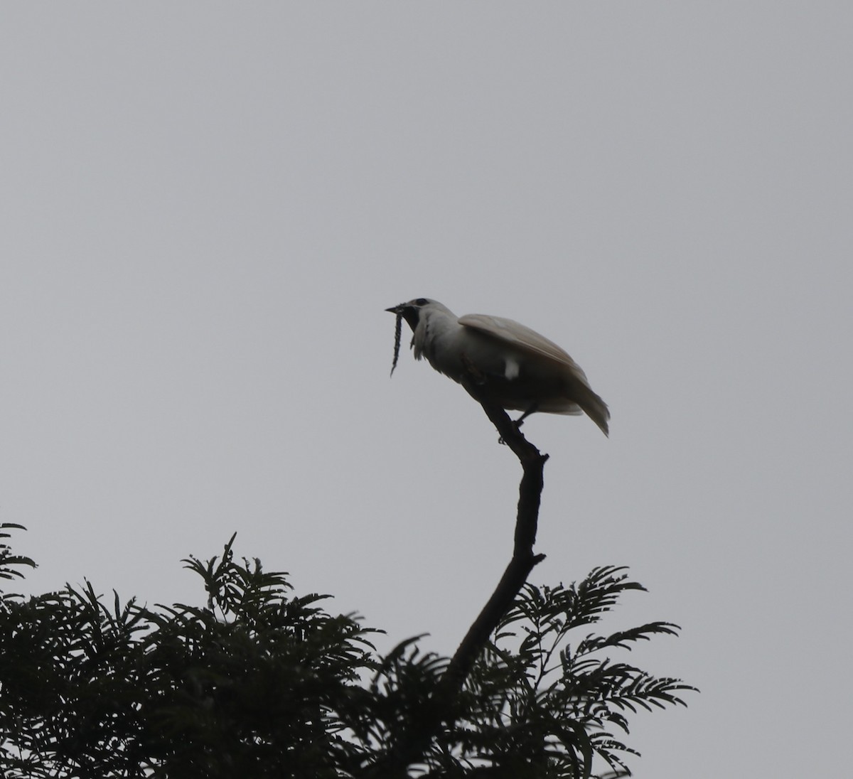 White Bellbird - ML627569226