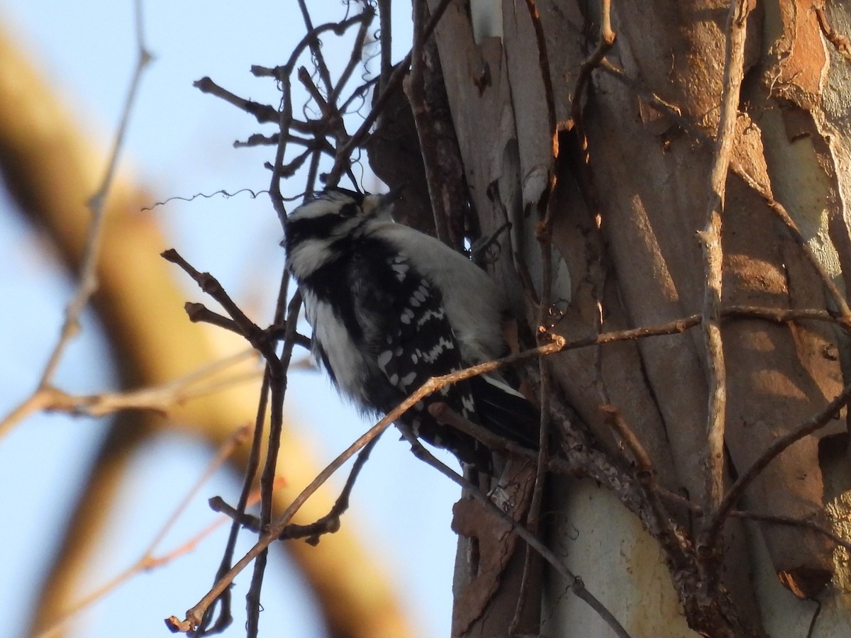 Downy Woodpecker - ML627569230